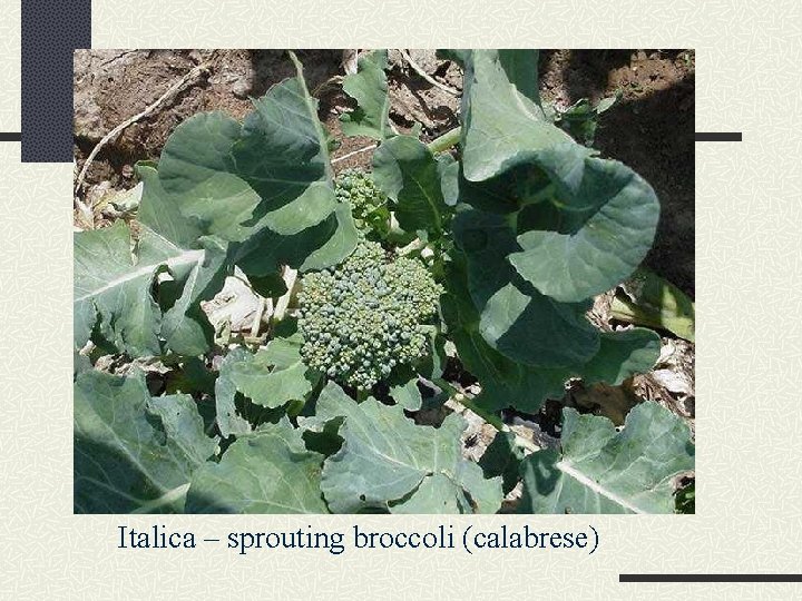 Cole Crops (B. oleracea) Crops, species, and relationships Most important species is B. oleracea