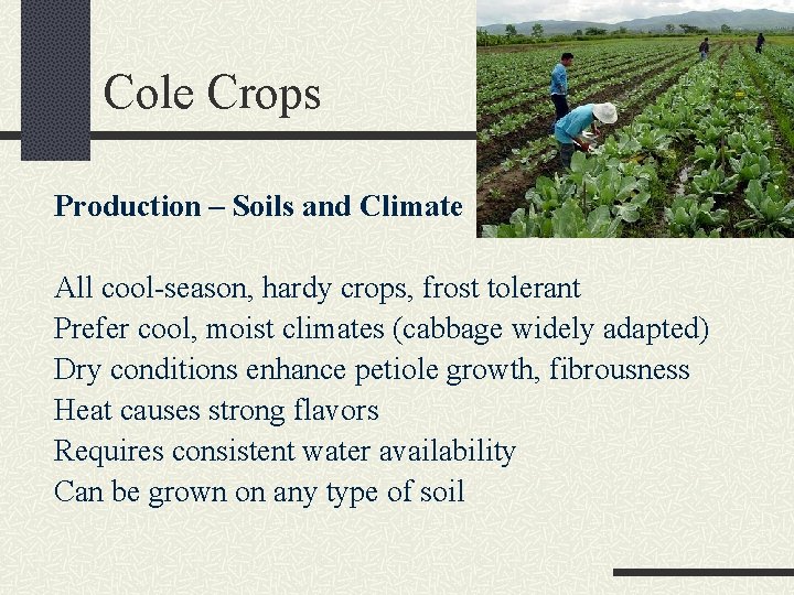 Cole Crops Production – Soils and Climate All cool-season, hardy crops, frost tolerant Prefer