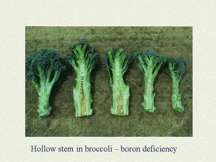 Hollow stem in broccoli – boron deficiency 