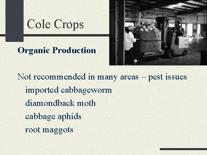 Cole Crops Organic Production Not recommended in many areas – pest issues imported cabbageworm