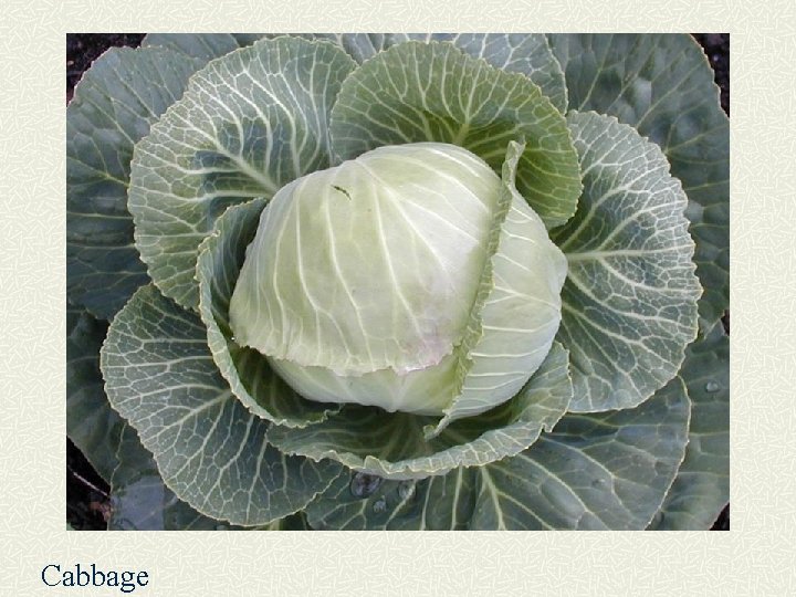 Cabbage 