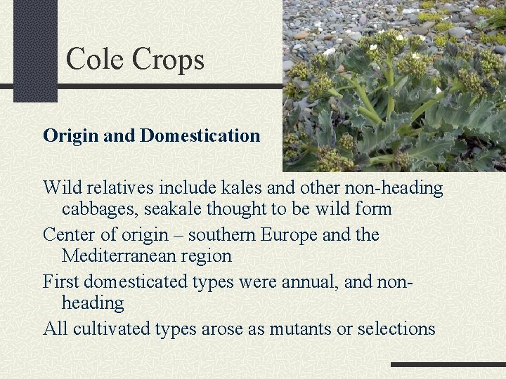 Cole Crops Origin and Domestication Wild relatives include kales and other non-heading cabbages, seakale