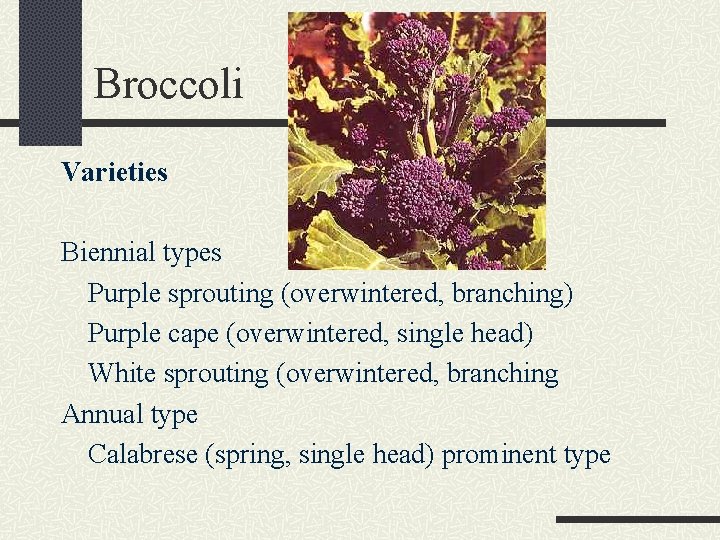 Broccoli Varieties Biennial types Purple sprouting (overwintered, branching) Purple cape (overwintered, single head) White