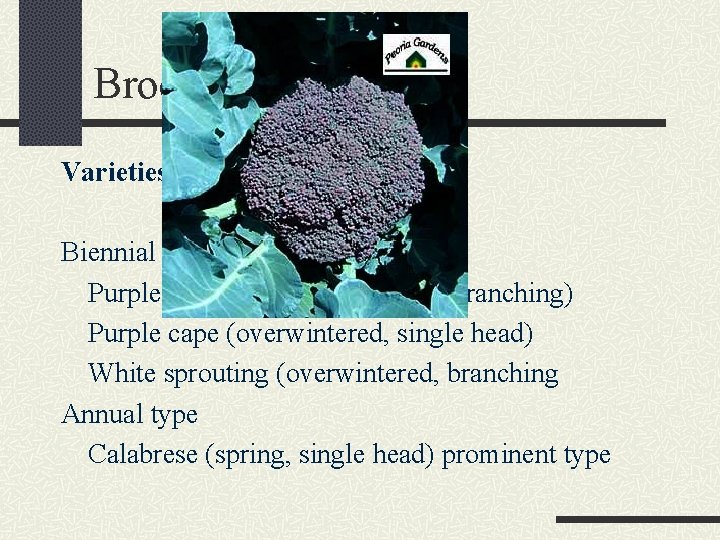 Broccoli Varieties Biennial types Purple sprouting (overwintered, branching) Purple cape (overwintered, single head) White