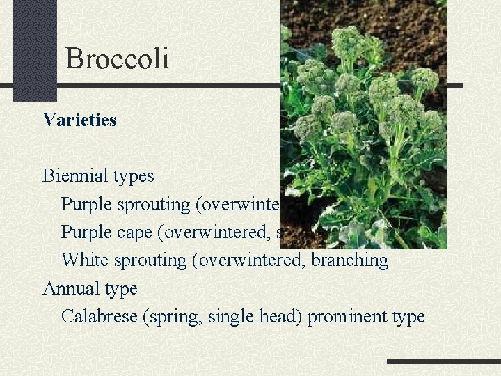 Broccoli Varieties Biennial types Purple sprouting (overwintered, branching) Purple cape (overwintered, single head) White