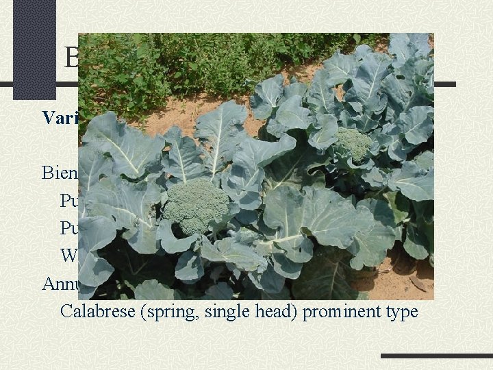 Broccoli Varieties Biennial types Purple sprouting (overwintered, branching) Purple cape (overwintered, single head) White