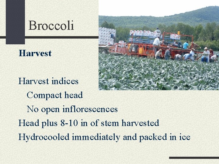 Broccoli Harvest indices Compact head No open inflorescences Head plus 8 -10 in of