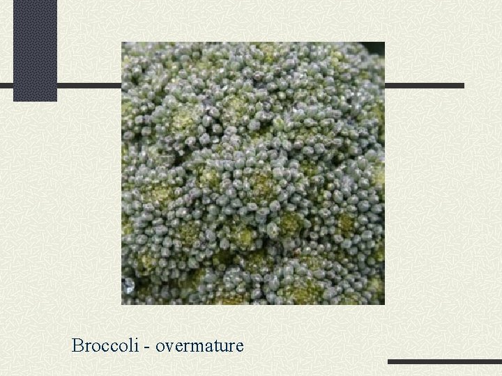 Broccoli - overmature 