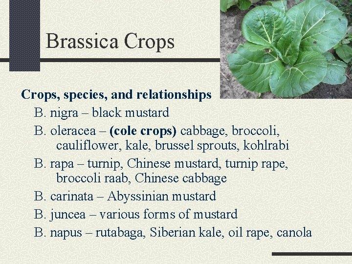 Brassica Crops, species, and relationships B. nigra – black mustard B. oleracea – (cole