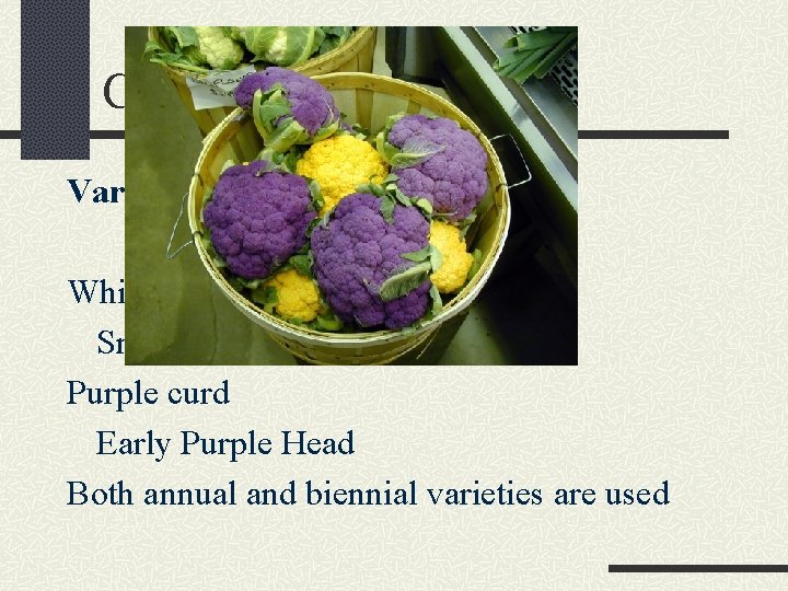 Cauliflower Varieties White curd Snowball, Erfurt, Snowcap Purple curd Early Purple Head Both annual