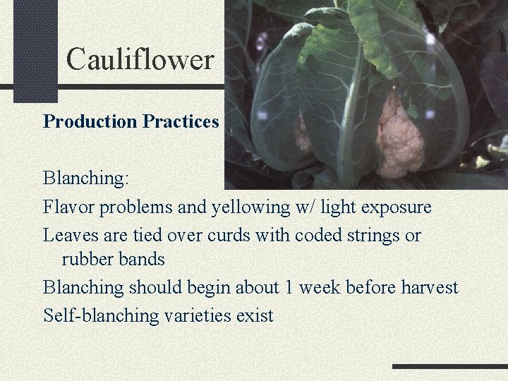 Cauliflower Production Practices Blanching: Flavor problems and yellowing w/ light exposure Leaves are tied