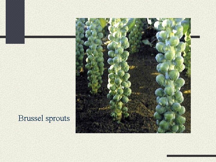 Brussel sprouts 