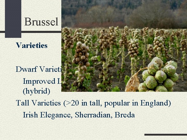 Brussel Sprouts Varieties Dwarf Varieties (< 20 in tall) Improved Long Island, Catskill Jade