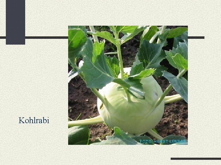 Kohlrabi 