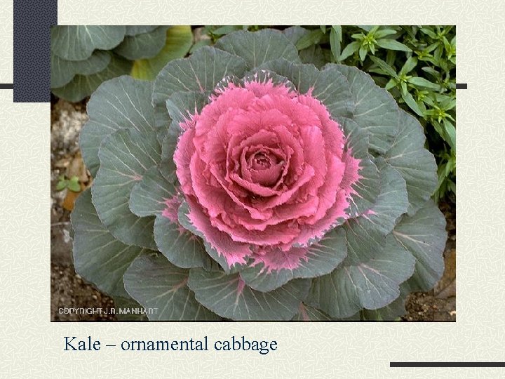 Kale – ornamental cabbage 