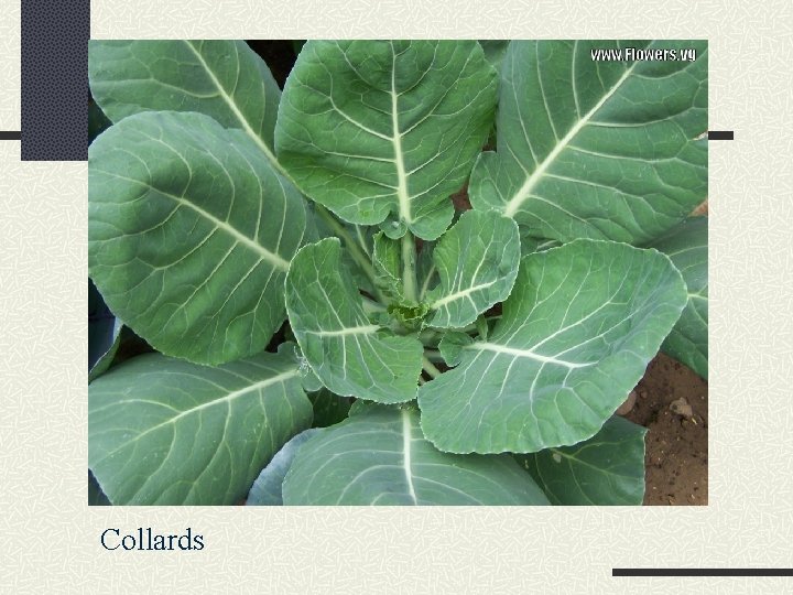 Collards 