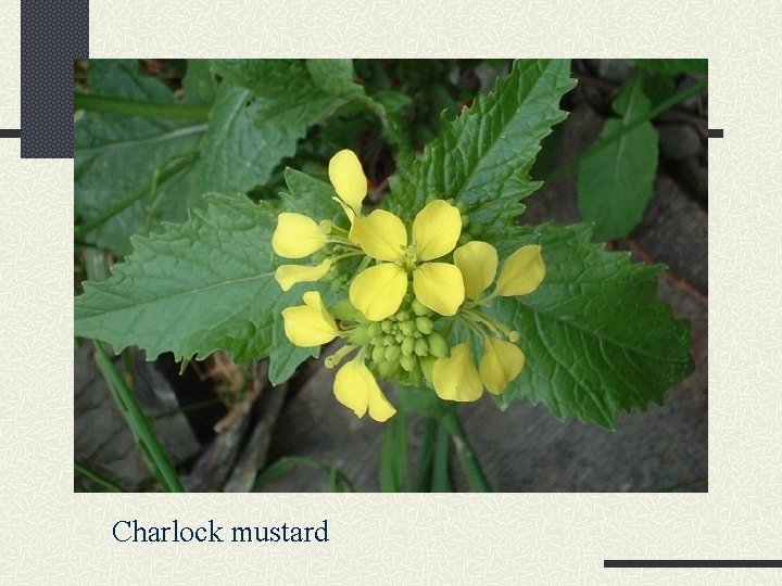 Charlock mustard 