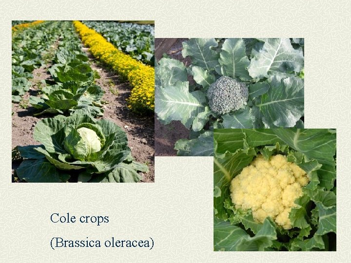 Cole crops (Brassica oleracea) 