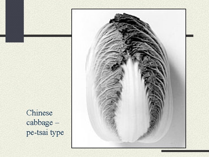 Chinese cabbage – pe-tsai type 