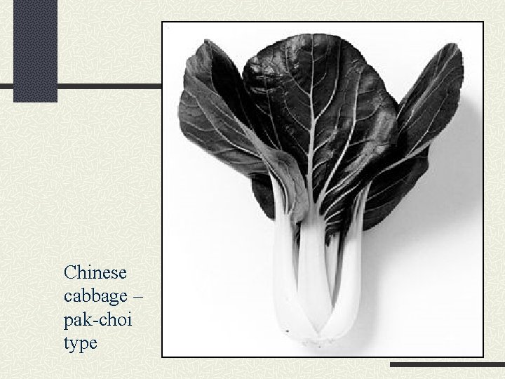 Chinese cabbage – pak-choi type 