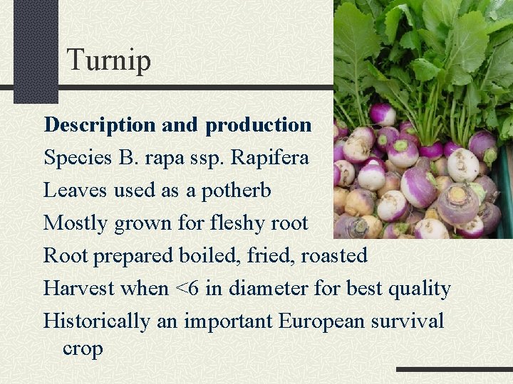 Turnip Description and production Species B. rapa ssp. Rapifera Leaves used as a potherb