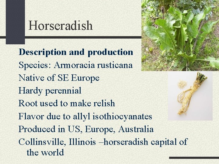 Horseradish Description and production Species: Armoracia rusticana Native of SE Europe Hardy perennial Root