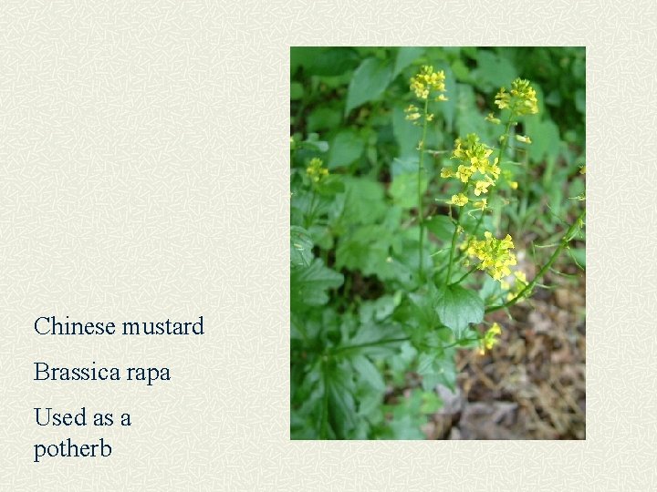 Chinese mustard Brassica rapa Used as a potherb 