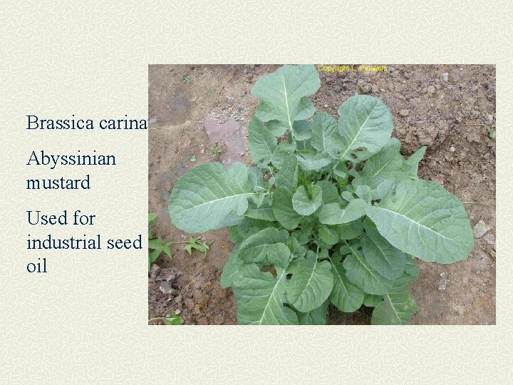 Brassica carinata Abyssinian mustard Used for industrial seed oil 