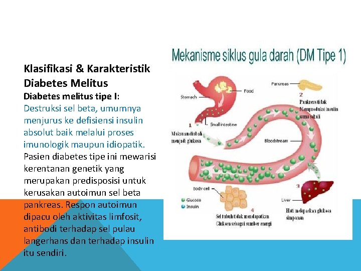Klasifikasi & Karakteristik Diabetes Melitus Diabetes melitus tipe I: Destruksi sel beta, umumnya menjurus