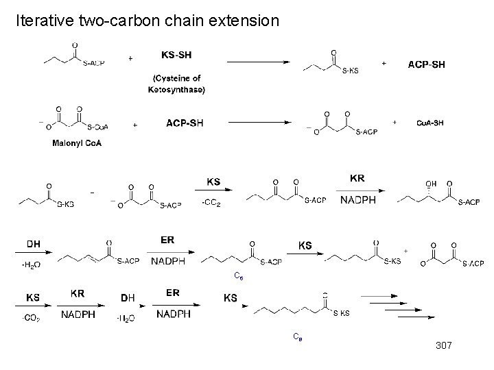 Iterative two-carbon chain extension C 6 C 8 307 
