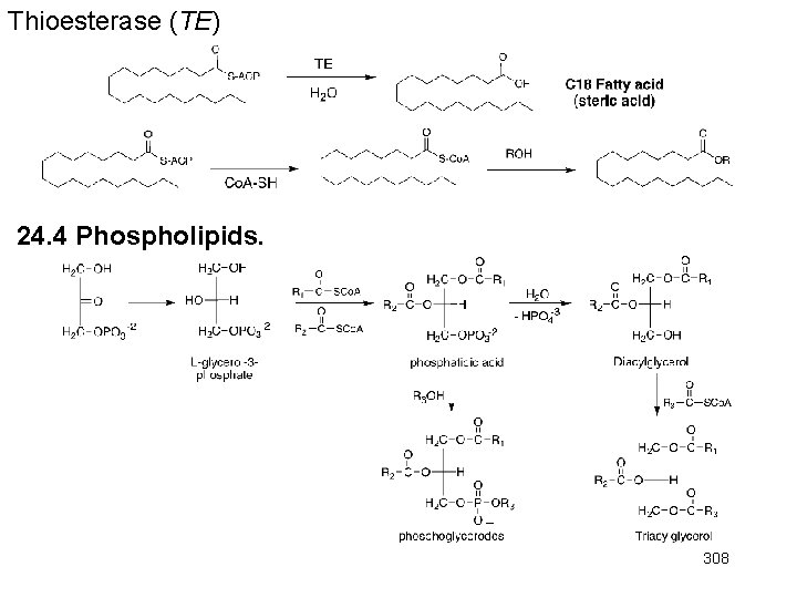 Thioesterase (TE) 24. 4 Phospholipids. 308 