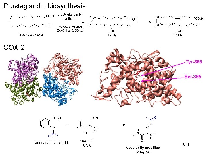Prostaglandin biosynthesis: COX-2 Tyr-385 Ser-385 311 