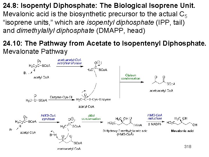 24. 8: Isopentyl Diphosphate: The Biological Isoprene Unit. Mevalonic acid is the biosynthetic precursor