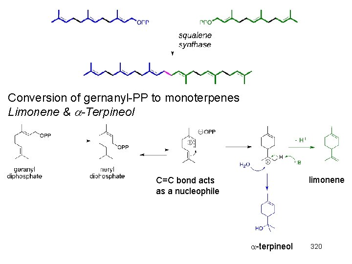 Conversion of gernanyl-PP to monoterpenes Limonene & -Terpineol limonene C=C bond acts as a