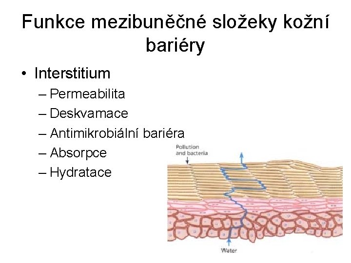 Funkce mezibuněčné složeky kožní bariéry • Interstitium – Permeabilita – Deskvamace – Antimikrobiální bariéra