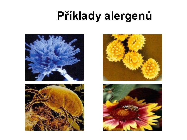 Příklady alergenů 