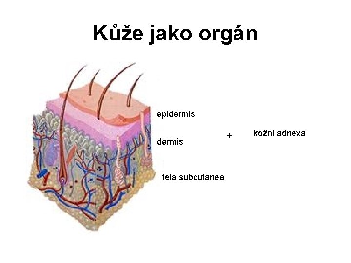 Kůže jako orgán epidermis tela subcutanea + kožní adnexa 