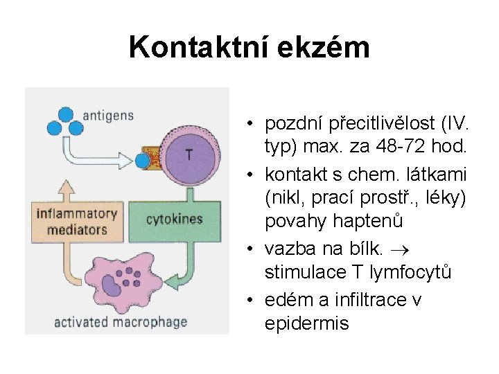 Kontaktní ekzém • pozdní přecitlivělost (IV. typ) max. za 48 -72 hod. • kontakt