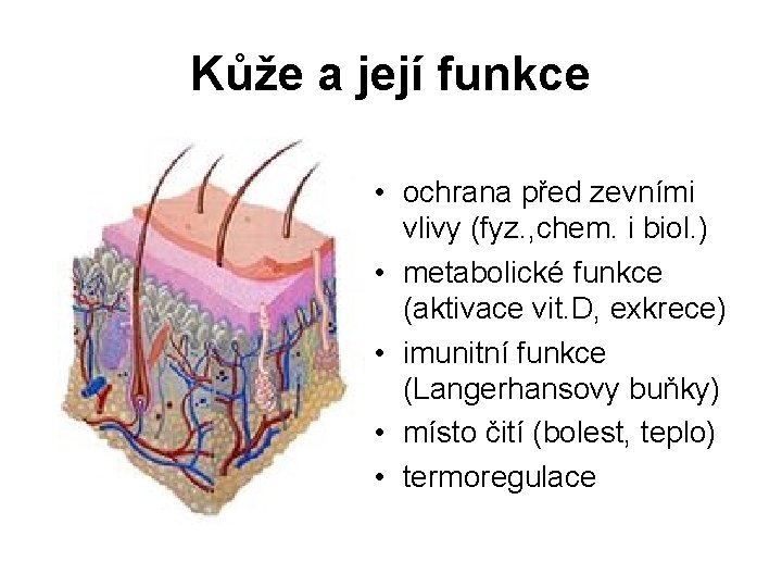 Kůže a její funkce • ochrana před zevními vlivy (fyz. , chem. i biol.