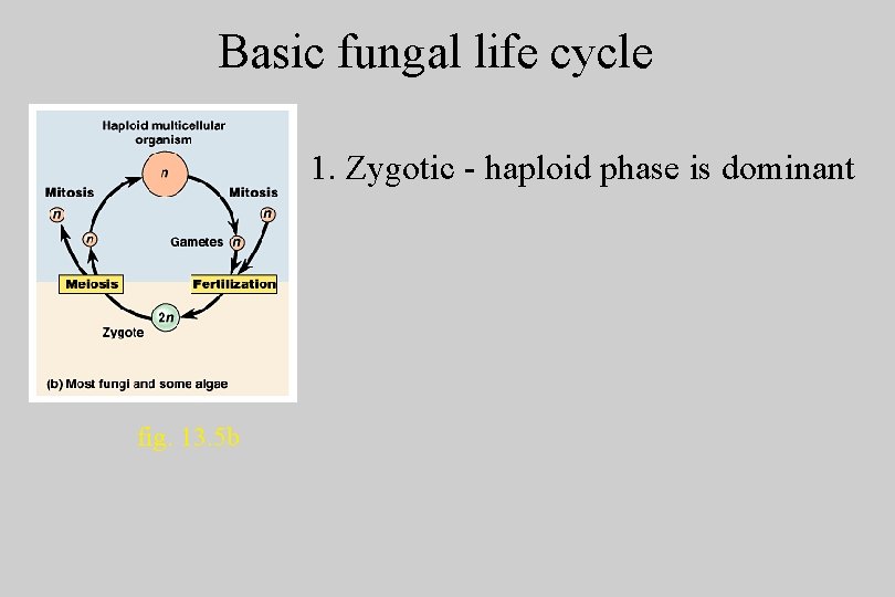 Basic fungal life cycle 1. Zygotic - haploid phase is dominant fig. 13. 5