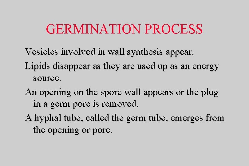 GERMINATION PROCESS Vesicles involved in wall synthesis appear. Lipids disappear as they are used
