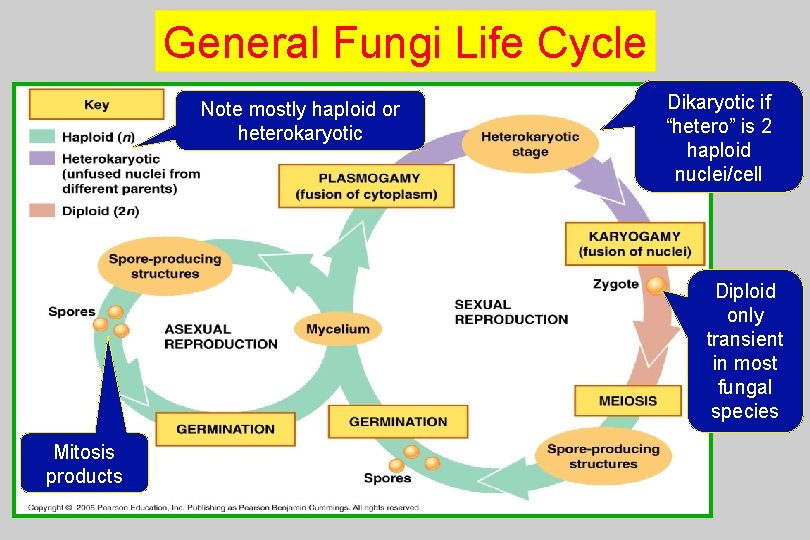 General Fungi Life Cycle Note mostly haploid or heterokaryotic Dikaryotic if “hetero” is 2