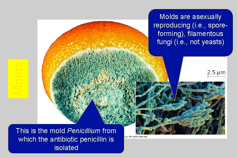 Molds are asexually reproducing (i. e. , sporeforming), filamentous fungi (i. e. , not
