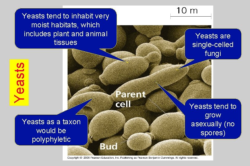 Yeasts tend to inhabit very moist habitats, which includes plant and animal tissues Yeasts