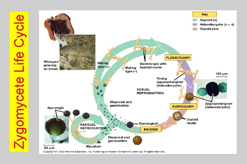 Zygomycete Life Cycle 