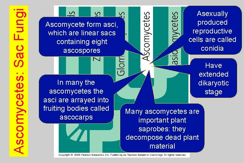 Ascomycetes: Sac Fungi Ascomycete form asci, which are linear sacs containing eight ascospores In