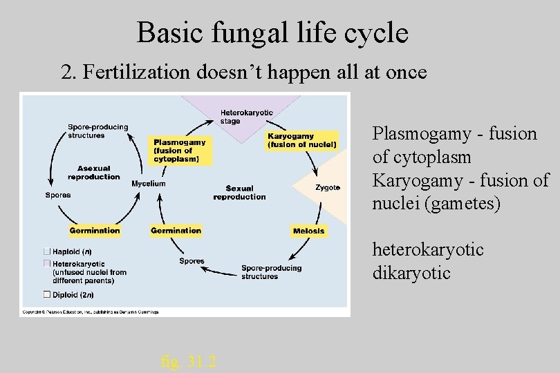 Basic fungal life cycle 2. Fertilization doesn’t happen all at once Plasmogamy - fusion