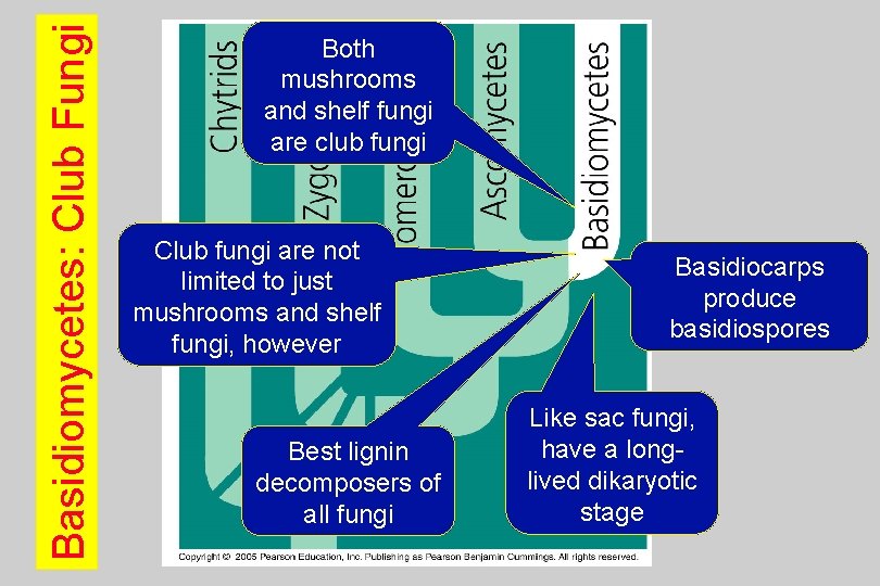 Basidiomycetes: Club Fungi Both mushrooms and shelf fungi are club fungi Club fungi are