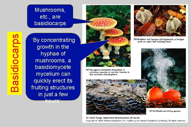 Basidiocarps Mushrooms, etc. , are basidiocarps “By concentrating growth in the hyphae of mushrooms,
