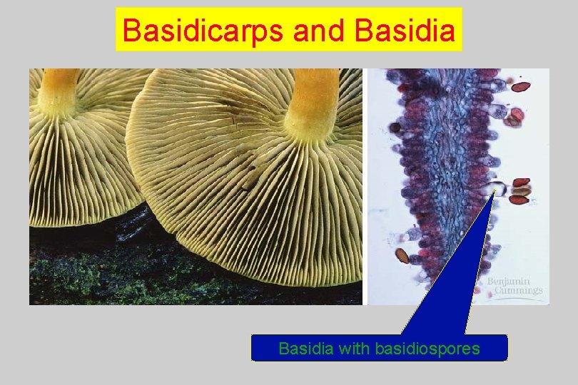 Basidicarps and Basidia with basidiospores 